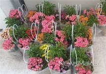 태백시, 태백 희망나무 꽃 나눔 릴레이 사업 추진