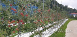 맛으로 승부한다 태백 사과 천상애 첫 출하
