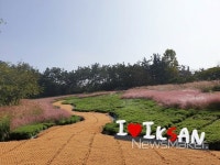 익산 국화축제, 행복 정원서 즐겨요