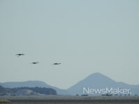 힘내라 대한민국 흑두루미 희망메시지 품고 순천만 도착