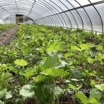 영양 일월산 산나물 본격 출하, 도시민에 인기