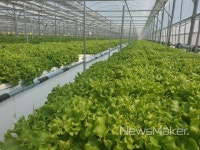 고흥 스마트팜 신선채소 6톤 롯데백화점 첫 납품