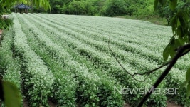 영양군, 양항리마을공동체정원 메마리밭 개화절정