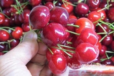 경주시, 체리 최대 생산지 브랜드 명품화 본격 시동