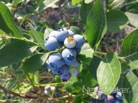 최고 품질 상주 베리 맛보러 오세요