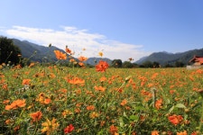 진안군, 가을 맞이하는 황화 코스모스 활짝