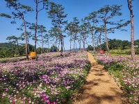 화순군, 고인돌 유적지 가을꽃 활짝