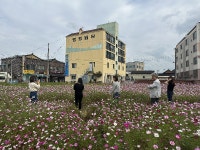 영암 신북면에 가을 코스모스 절정