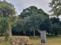 신안군, 400년 된 왕할머니 팽나무에서 시작된 팽나무 10리길