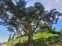 신안군, 400년 된 왕할머니 팽나무에서 시작된 팽나무 10리길