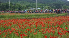 하동 북천 꽃양귀비 축제 5월 10일~19일 10일간 열려