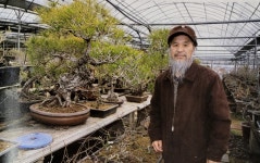당산나무는 유년기의 추억이고 고향의 상징