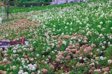 화순 남산공원, 도심 속 매력 정원으로 재탄생