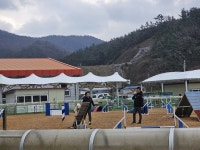 진도군, 설 명절 맞아 진도개 테마파크 일원에서 진도개 특별 공연 펼쳐