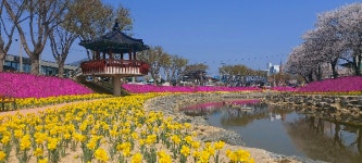 순창군 양지천 일대 꽃잔디 만개...18~19일 참두릅 여행 축제