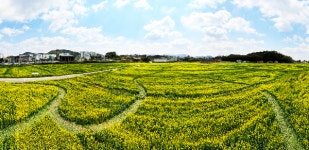 담양군, 대나무박물관 주변 유채꽃 경관단지 조성, 유채꽃 물결 만개