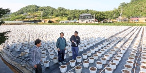 심 민 임실군수, 임실N치즈축제 국화 정식 현장 점검 나서