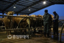 르포[소값 파동속 홍성 한우농가 가보니]