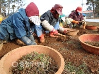 황토밭 갯바람 맞고 자란 서산황토냉이 향 코끝 자극