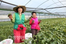 금산·추부 깻잎 효자상품 우뚝