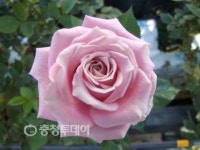 원예농가에 럭키데이·미소 선물