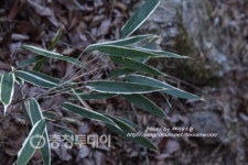 [따블] 조릿대의 재발견