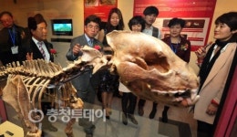 공주석장리박물관 북경원인 공개