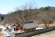 선비 기개같은 반듯함 지켜보며 자란 소나무