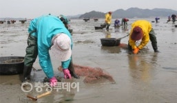 태안반도 봄철 바지락 채취 시작