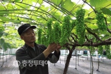 부농의 꿈 주렁주렁