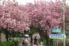 겹벚꽃 만발 속 시민 발길 가득
