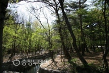 깊숙한 산림의 포근함 … 아련하게 멀어지는 속세