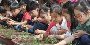 도심 초등학교에서 모내기