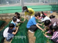 공주우성초 전교생 토마토 심기 체험