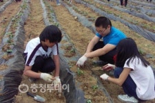 괴산 보광초 고구마심기 행사