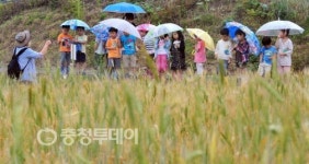 밀밭이 신기해요