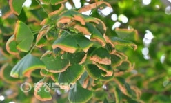 청주산단 가로수 시름시름 … 녹색수도 청주시는 팔짱만