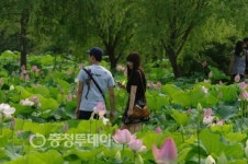 서동·선화 전설의 사랑 부여연꽃축제서 만나다