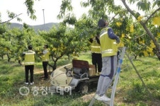 음성署 과수원 일손돕기 구슬땀