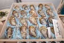 태안 유류피해 지원사업 굴이 키워드