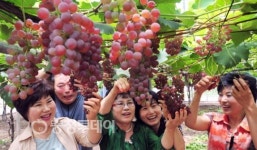 진잠 포도가 주렁주렁