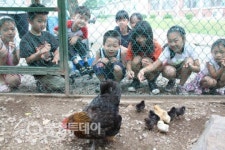 어미닭의 사랑 보며 부모님 사랑 배워