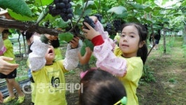 옥천 청정 농산물 직접 체험하세요