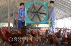 닭들도 폭염과의 전쟁