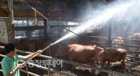 가축도 헉헉… 축산農 속탄다