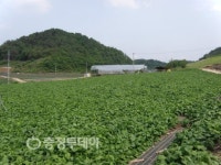단양 유암리 명품산채마을로 키운다
