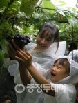 금산 서대산골의 싱그러움을 그대에게… 추부포도주축제 개최