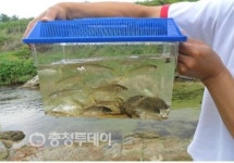 제천 하소천 수생태 환경 크게 좋아졌다