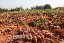당진 황토호박고구마 막바지 수확