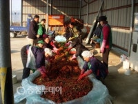 전의면 새마을지도자협의회·부녀회 사랑의 김장